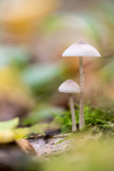 mushroom is the forest