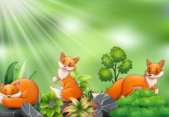 Fototapeta premium Nature scene with group of fox cartoon