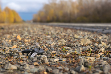 Lost bunch of keys lying on the side of the road near the asphalt pavement of the roadway