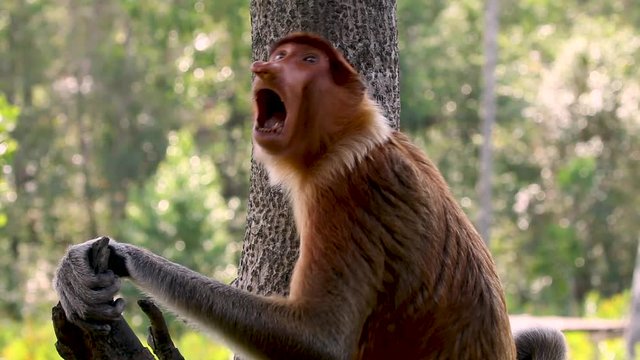 A shocked and surprised looking Proboscis Monkey in Borneo