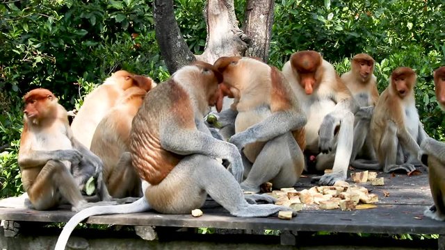 A family of Proboscis Monkeys feeding on a platform at a rescue and rehabilitation centre in Malaysian Borneo