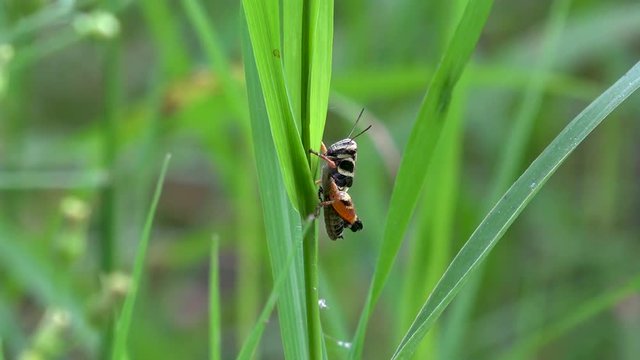 「Chapulin」の写真素材 | 212件の無料イラスト画像 | Adobe Stock