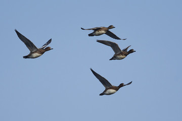 Eurasian wigeon (Mareca penelope)