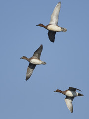 Eurasian wigeon (Mareca penelope)