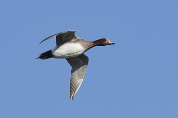 Eurasian wigeon (Mareca penelope)