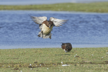 Eurasian wigeon (Mareca penelope)