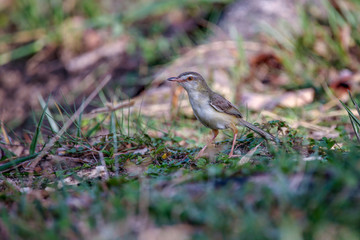 The Prinia is standing on the ground near the big tree.