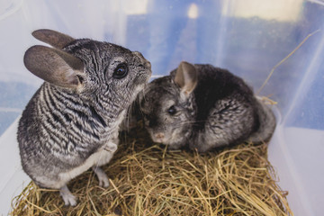 chinchillas