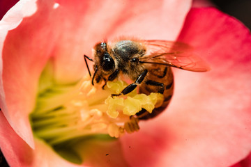 macro photography insects