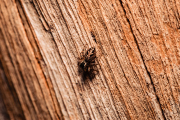 macro photography insects