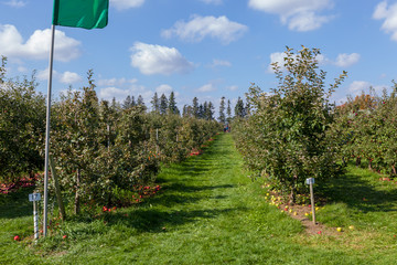 Fototapeta na wymiar Hamilton, CANADA - October 14, 2018: Ripe red apples on trees in orchard ready for picking at farmer market in autumn