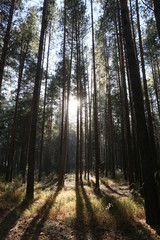 Obraz premium morning in the forest