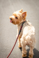Yorkshire Terrier on a Leash Waiting for Owner