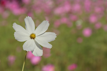Fototapeta premium White Cosmos bipinnatus Flowers with Blurred Landscape Background