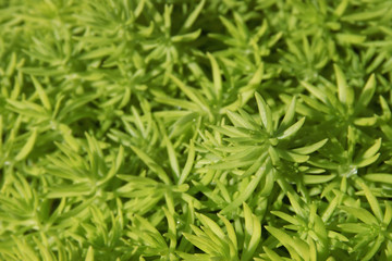 Green Succulents as Texture Background