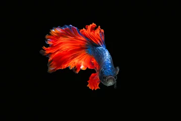 Fotobehang The moving moment beautiful of siamese betta fish or splendens fighting fish in thailand on black background. Thailand called Pla-kad or biting fish. © Soonthorn