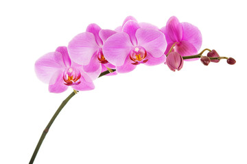 Naklejka na ściany i meble Purple Phalaenopsis orchid flowers isolated on white background.
