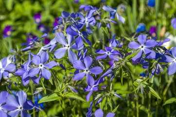 first spring garden flowers