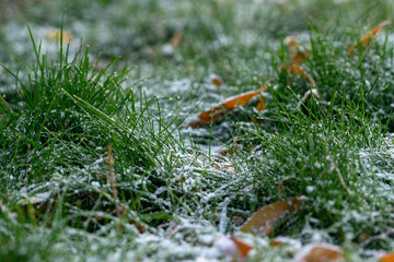 Green grass is covered with the first frost.