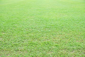 Natural asian green grass closeup  in the morning
