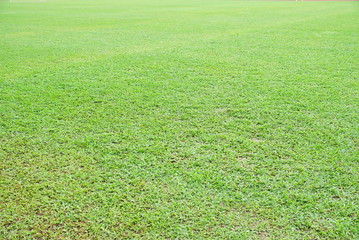 Natural asian green grass closeup  in the morning