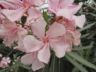 Pink Oleander Flowers