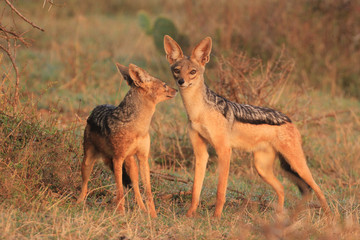 Blackbacked Jackals 