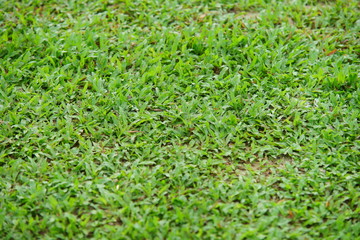 Natural asian green grass closeup  in the morning