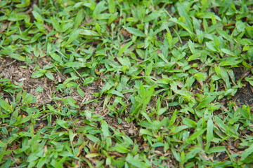 Natural asian green grass closeup  in the morning