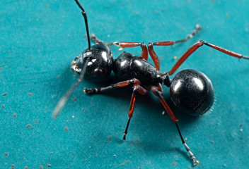 Macro Photo of Black Ant on The Floor