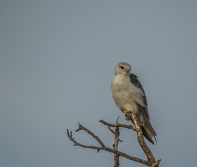 An African raptor perched on a dry branch isolated against a clear blue sky in the wilderness image with copy space