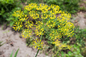 Dill flower in the nature