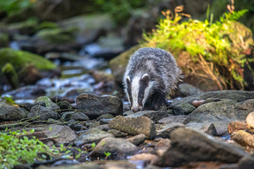 Badger in forest, animal in nature habitat, Germany, Europe. Wild Badger, Meles meles, animal in the wood. Mammal in environment, rainy day.