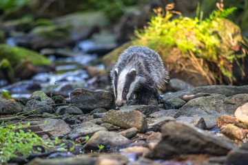 Badger in forest, animal in nature habitat, Germany, Europe. Wild Badger, Meles meles, animal in the wood. Mammal in environment, rainy day.