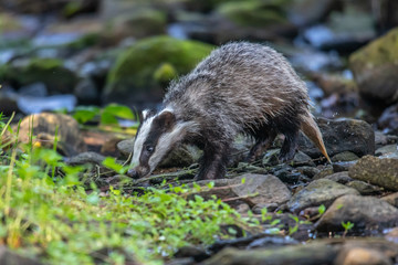 Badger in forest, animal in nature habitat, Germany, Europe. Wild Badger, Meles meles, animal in the wood. Mammal in environment, rainy day.