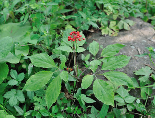 Korean wild root ginseng with berries. A close up of the most famous medicinal plant ginseng (Panax ginseng).