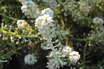 flowers in the garden