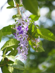 Purple flowers are arranged in bouquets.