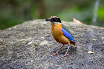 The Blue-winged Pitta  is standing on top of the big rock with blurred forest background.