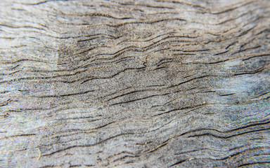 Obraz premium Dark wood texture. Abstract background