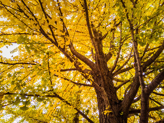 Fototapeta na wymiar a ginkgo tree in autumn