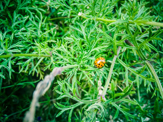 the ladybug on a plant