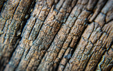 Dark wood texture. Abstract background
