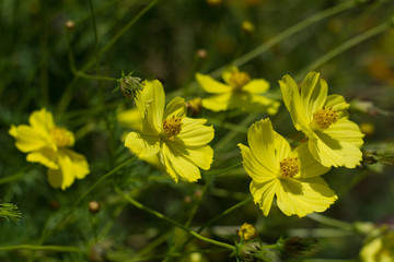 The colorful natural garden