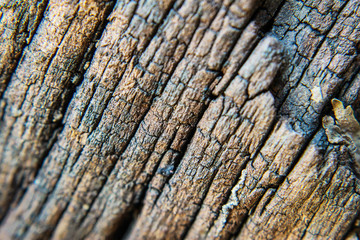 Dark wood texture. Abstract background