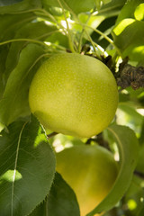 木成りの梨の実