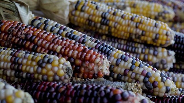 Decorative multicolored dry corn on the cob. Festive flint corn for Autumn decorations. Halloween and Thanksgiving theme. Close up of calico corn husks.