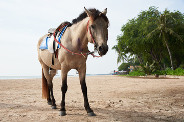 Beautiful brown horse standing on the beach