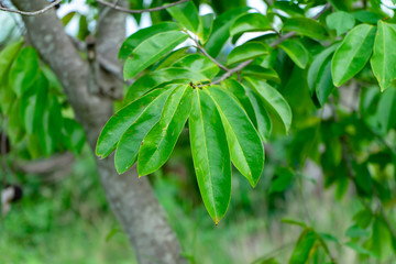 Close up Soursop tree.