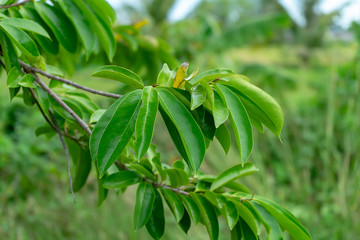 Close up Soursop tree.